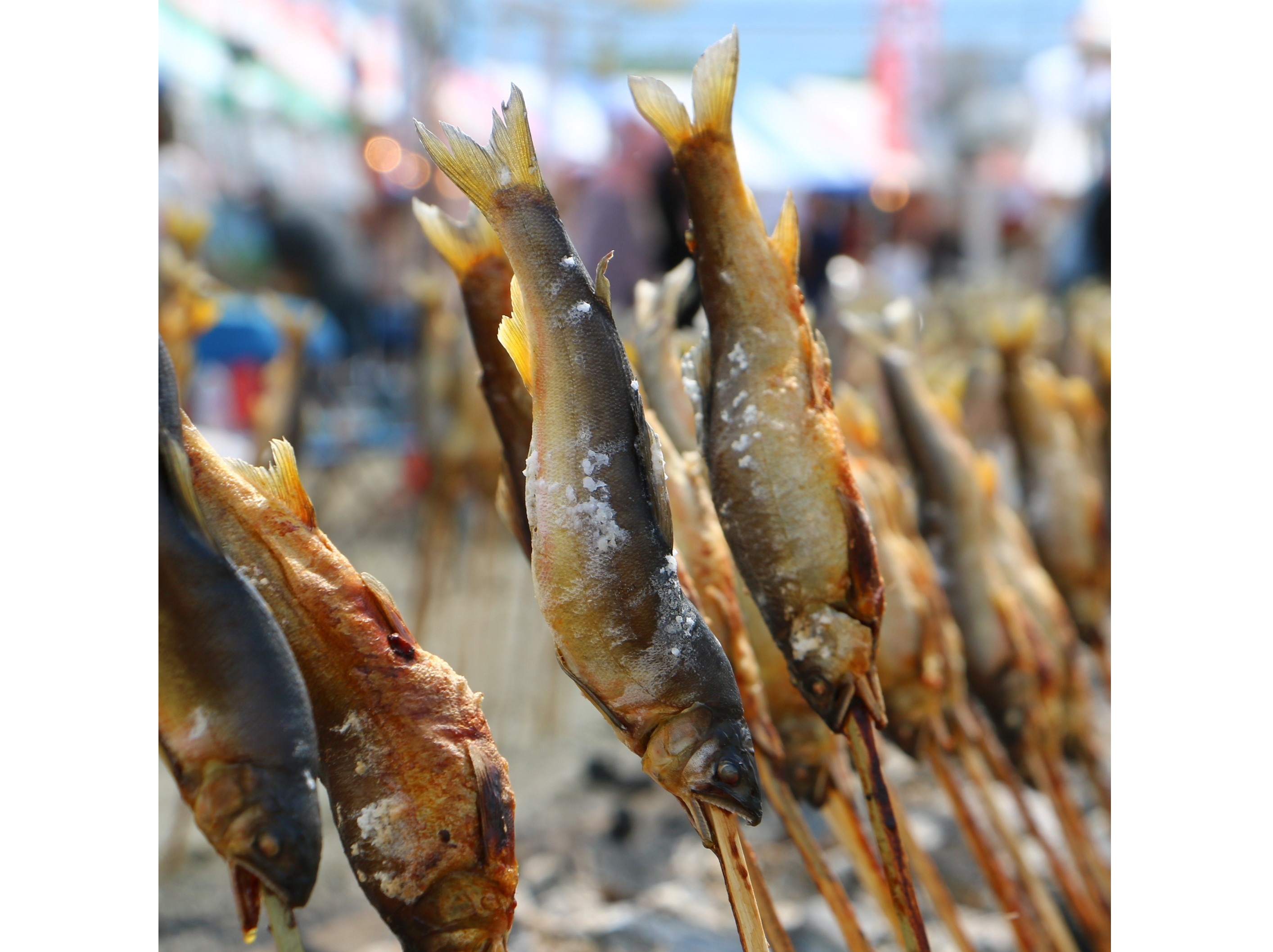 魚野川鮎まるかじり祭と魚沼醸造の甘酒