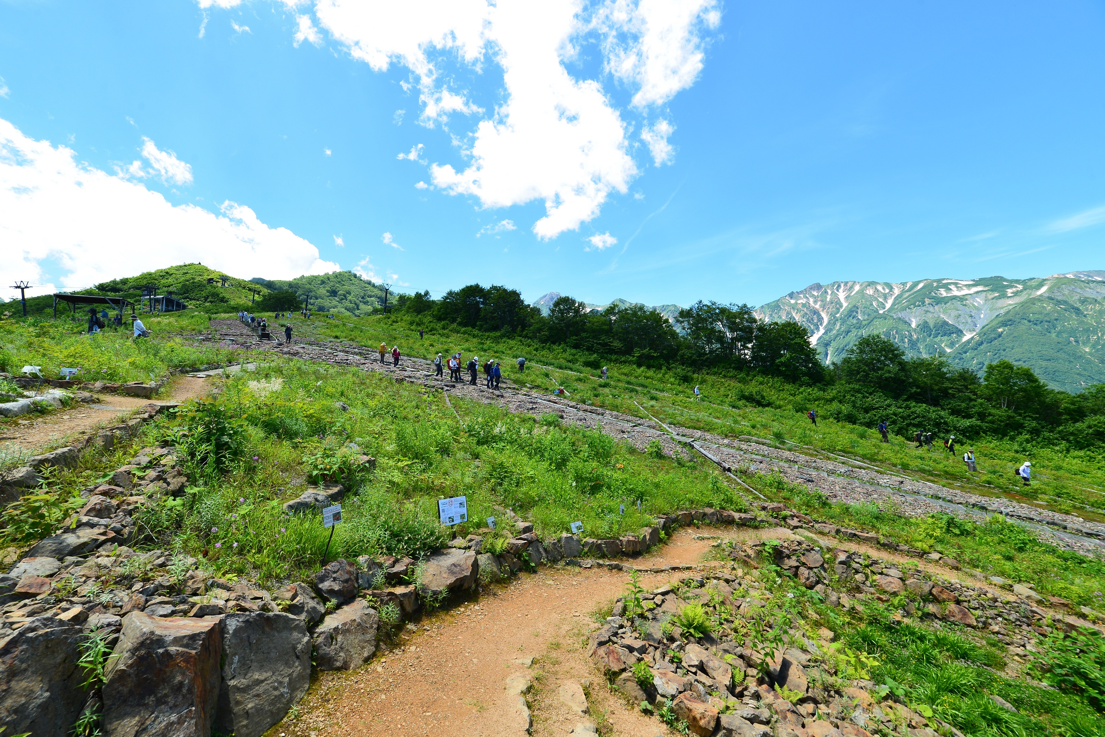 白馬五竜　高山植物園で見るヒマラヤの青いケシ