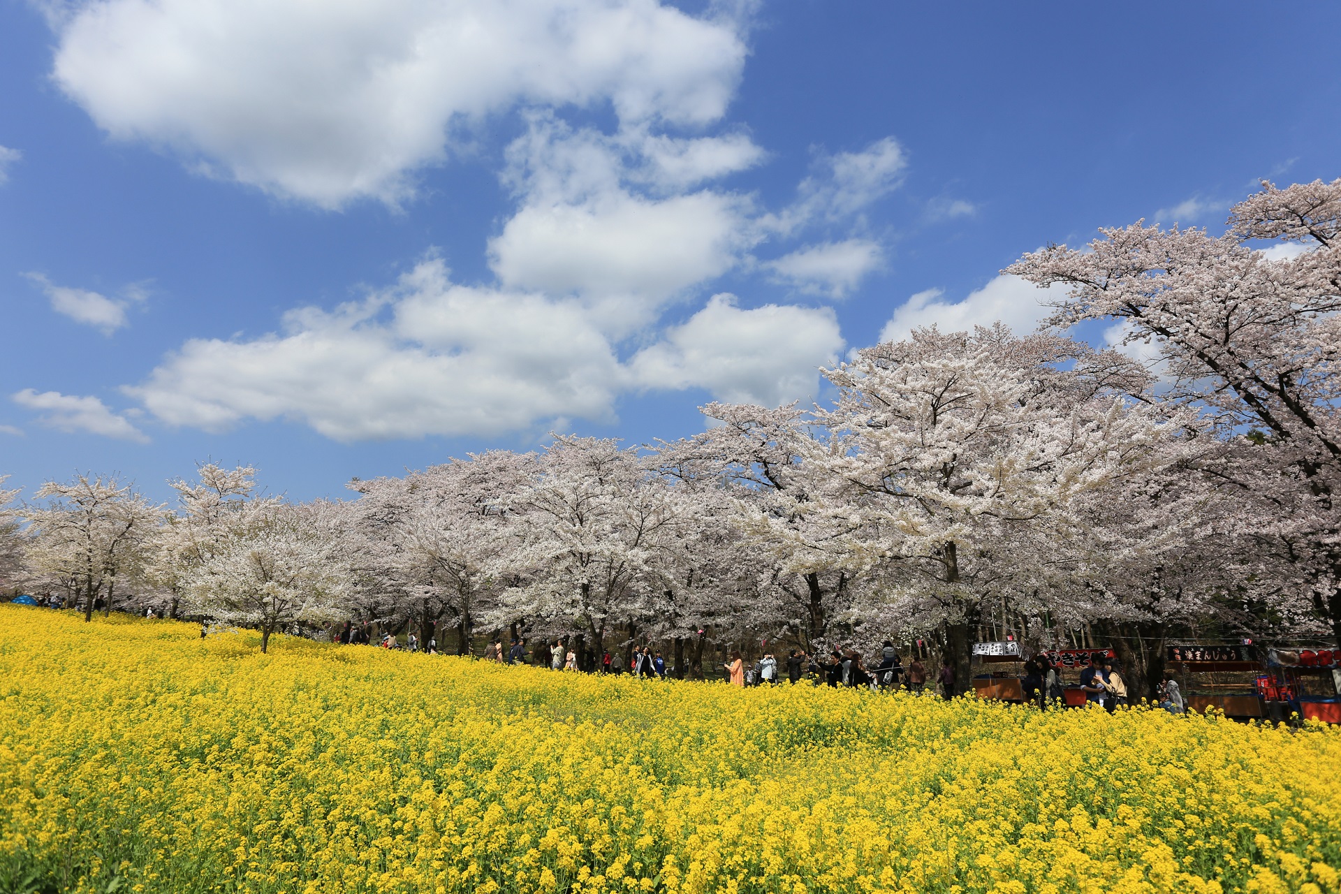 赤城南面千本桜といちご狩り