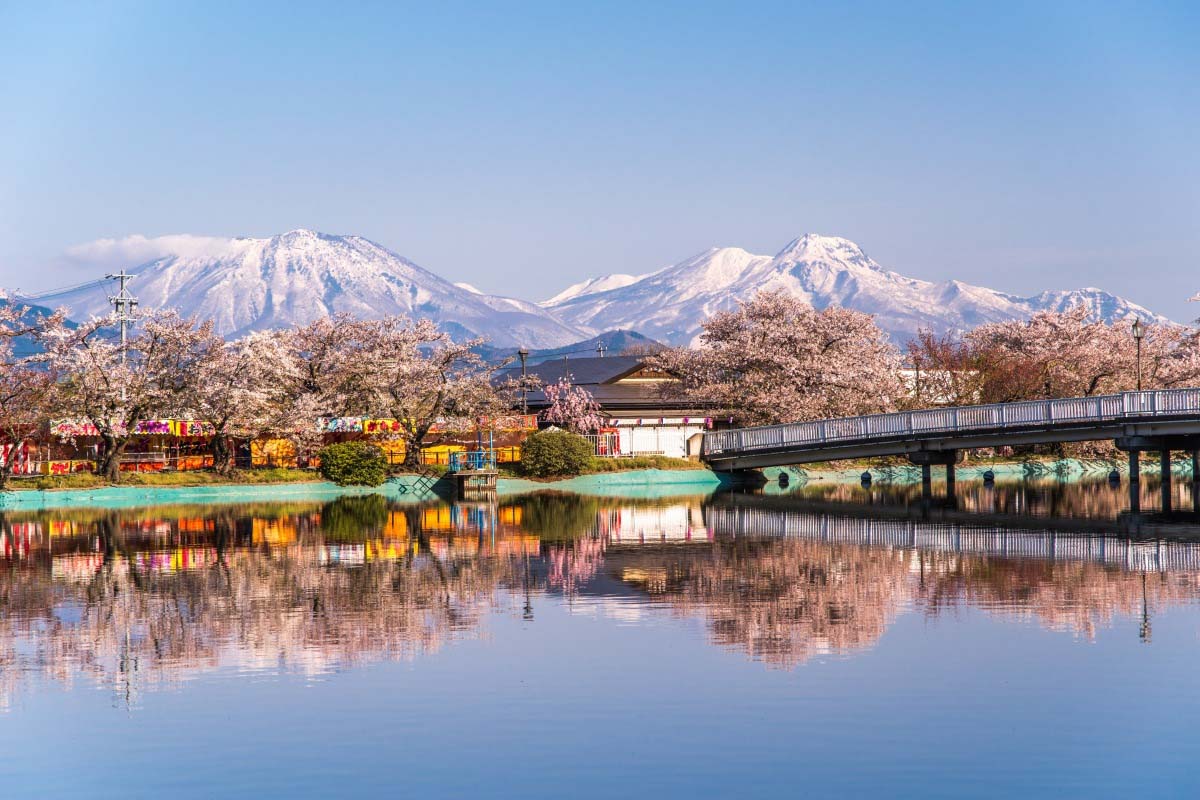 千曲川堤防桜堤の一葉桜と臥竜公園の名桜