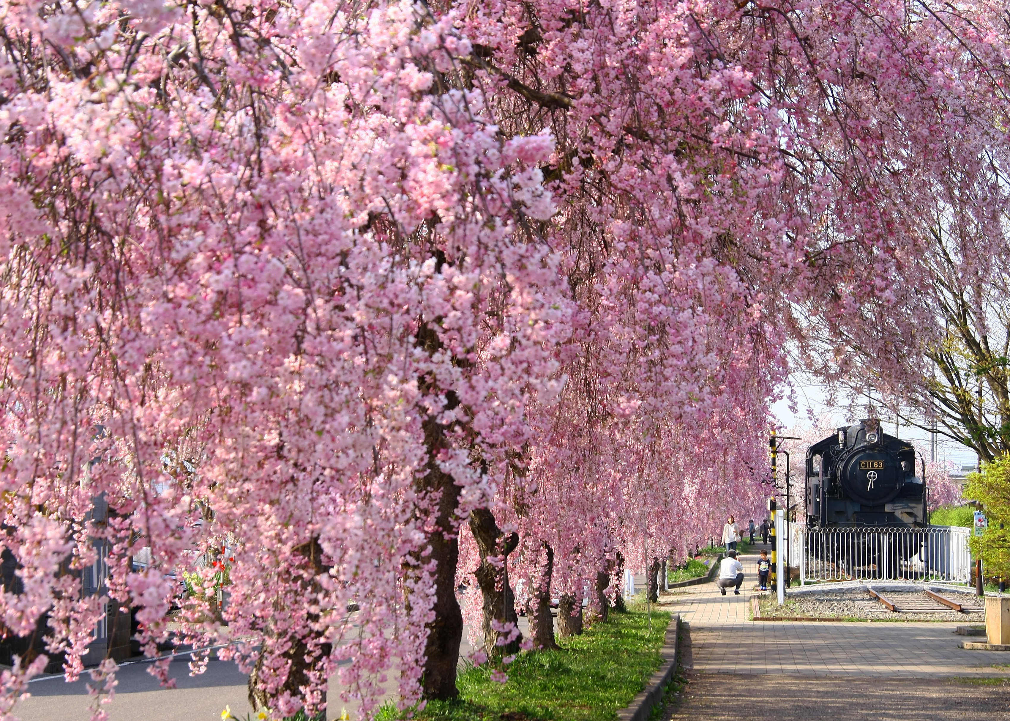 3キロ続く千本しだれ桜の旧国鉄日中線