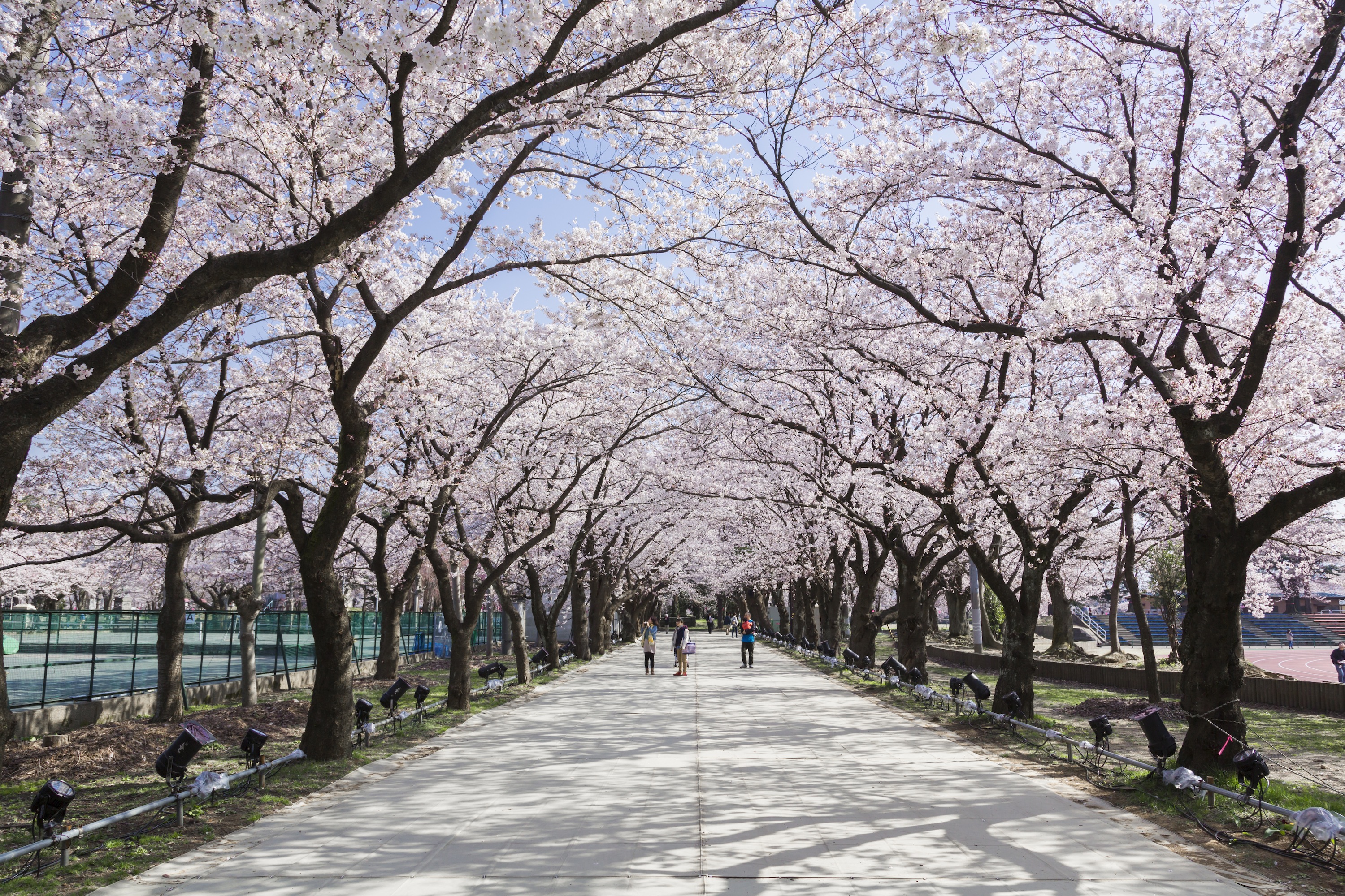 『シェ・トヤ』特別ランチと高田城址公園観桜会