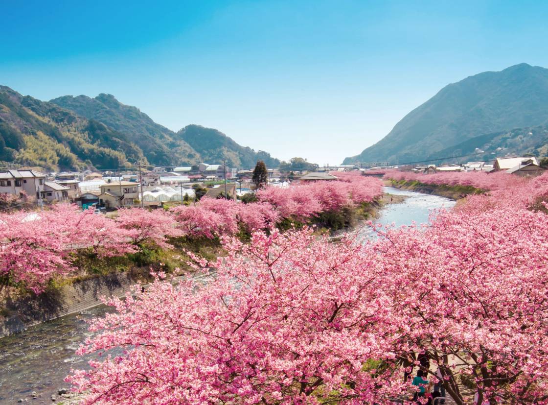 河津桜と熱海の梅園