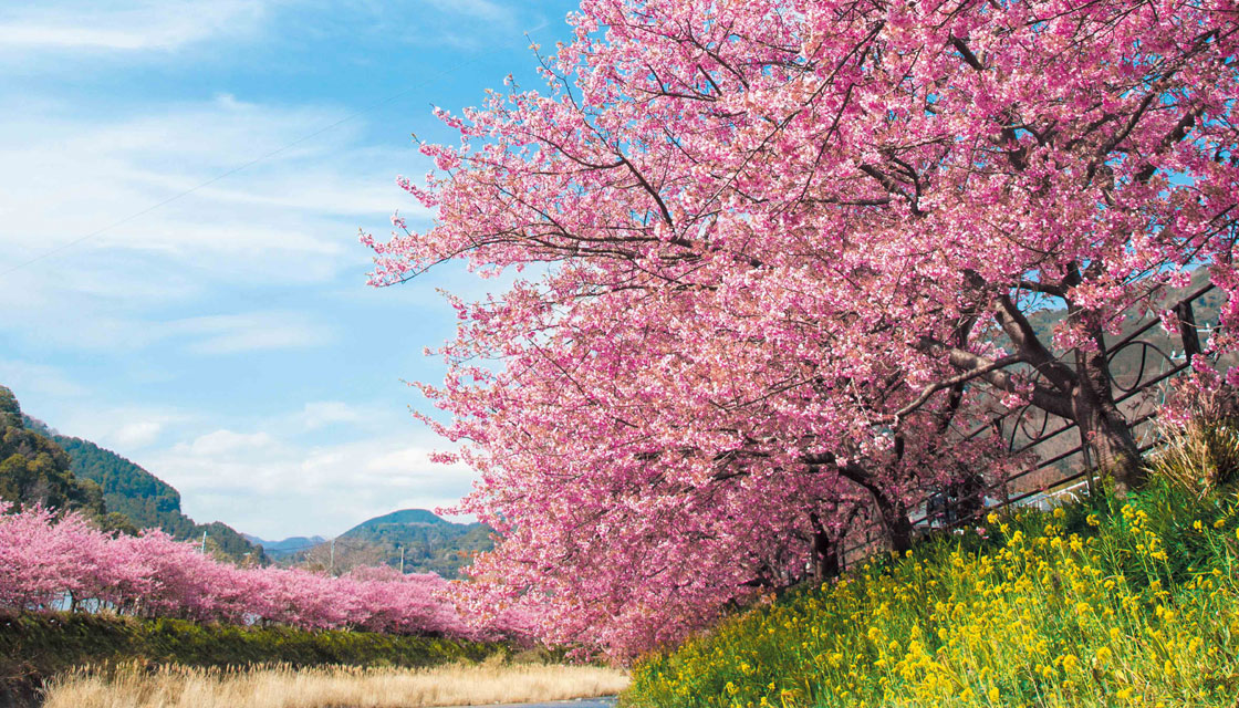 河津桜と熱海の梅園