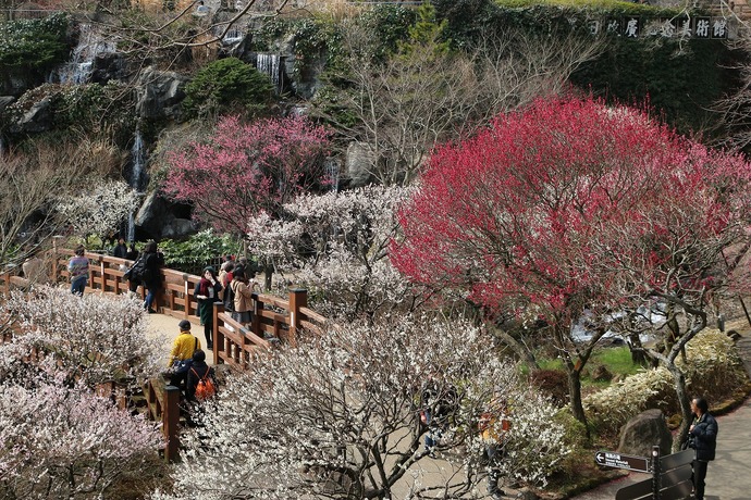 河津桜と熱海の梅園