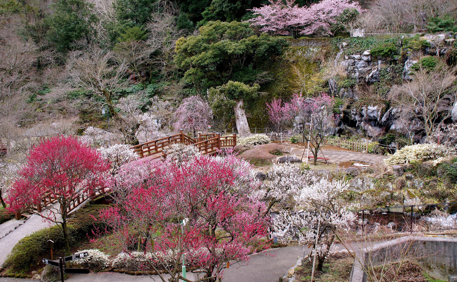 河津桜と熱海の梅園