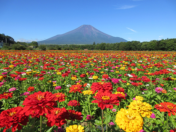 絶景の富士山やまなし美食紀行