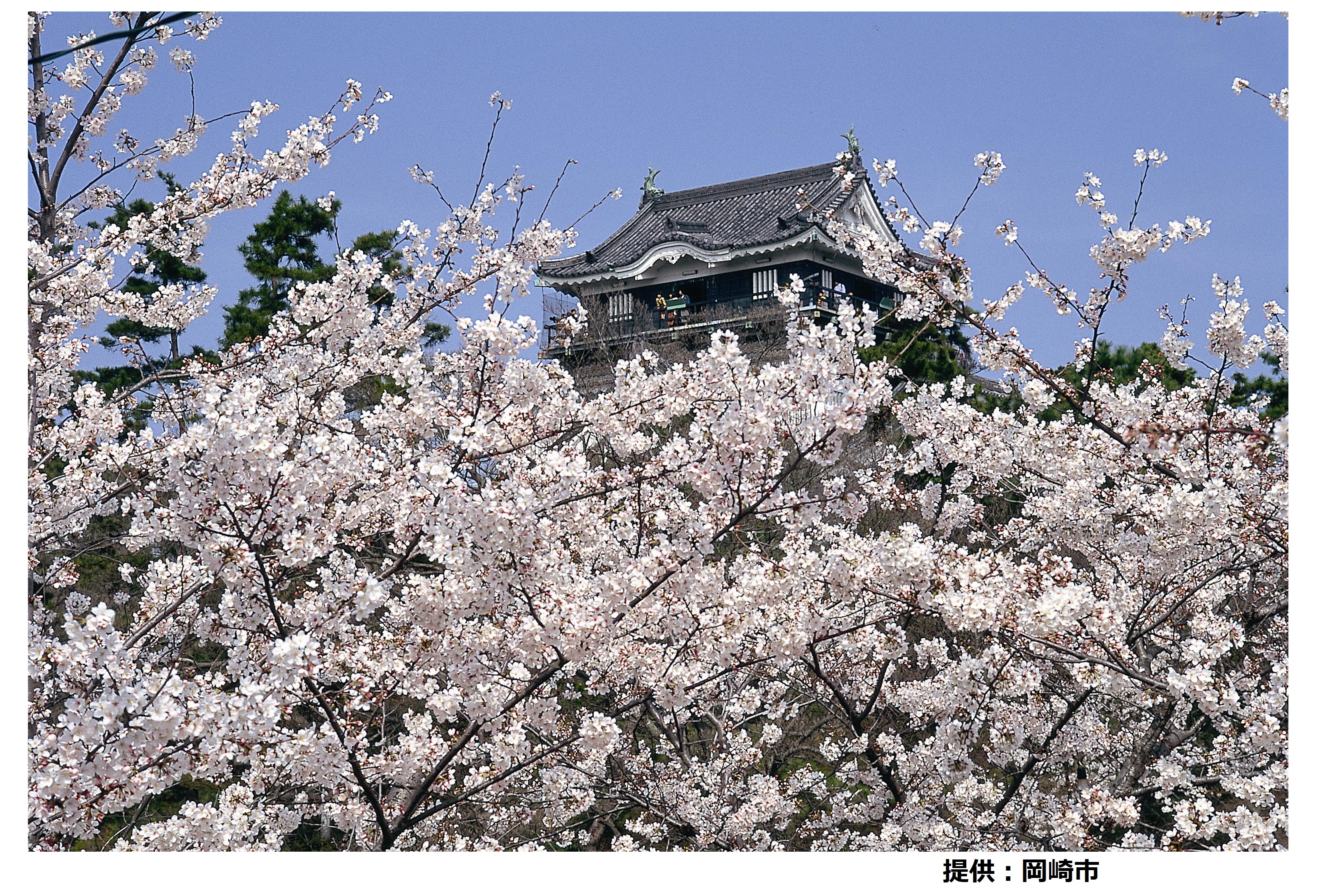 春爛漫！名古屋・犬山・岡崎三名城