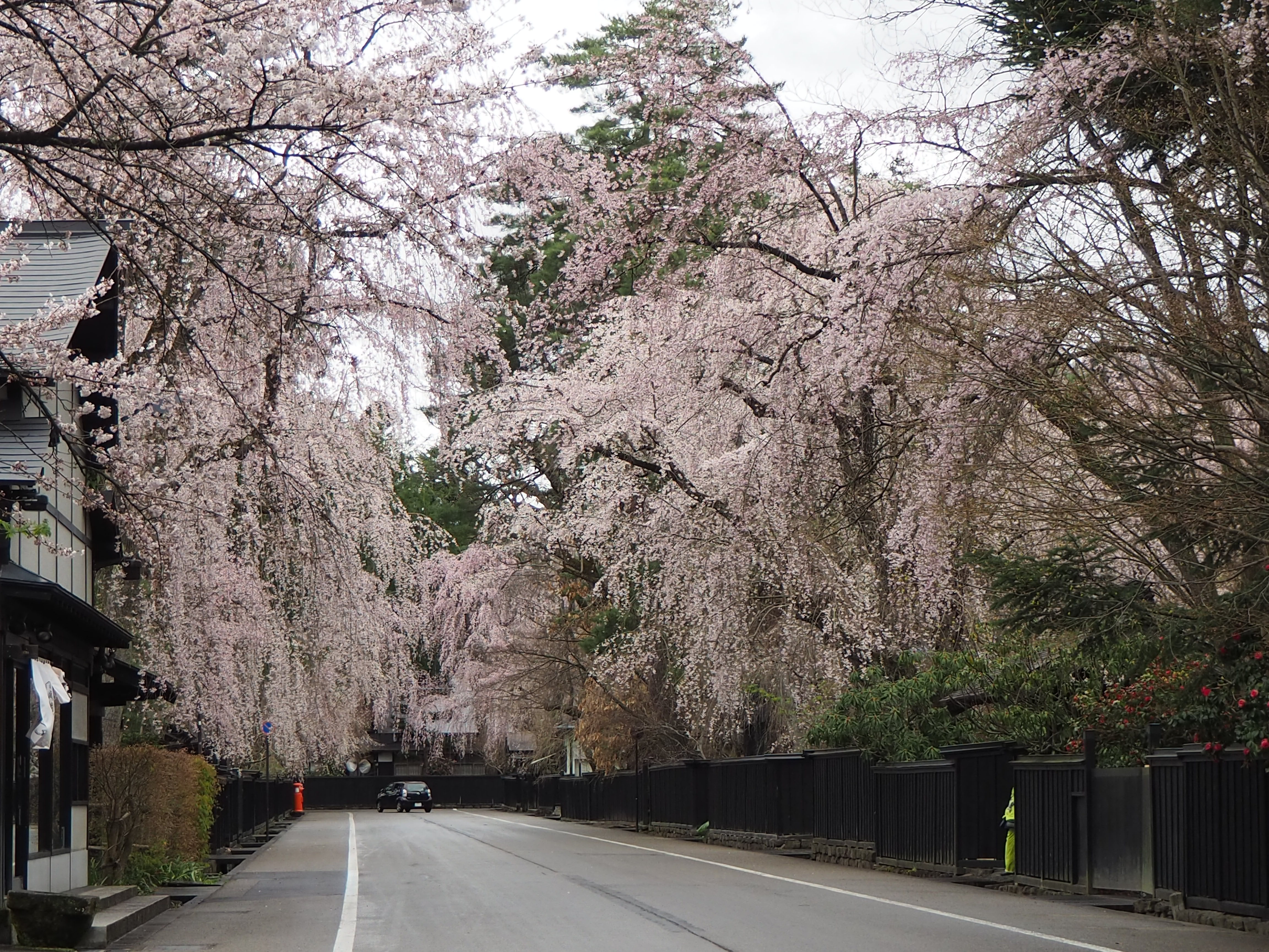 みちのく３大桜名所 弘前城・角館・北上展勝地