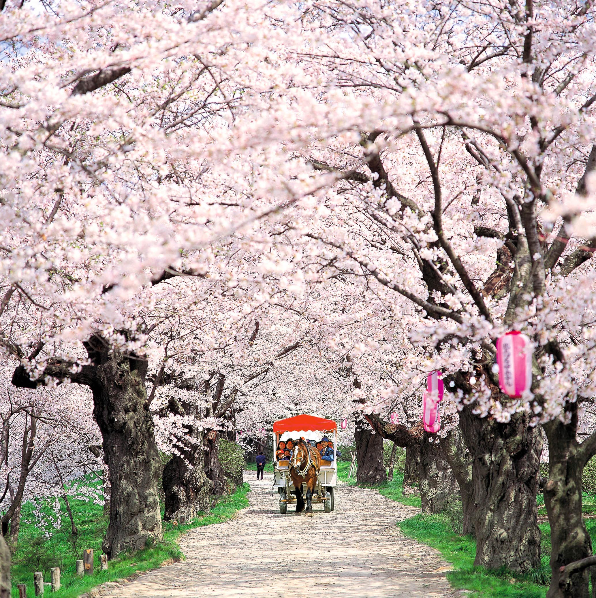 みちのく３大桜名所 弘前城・角館・北上展勝地